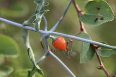 Kedrostis foetidissima